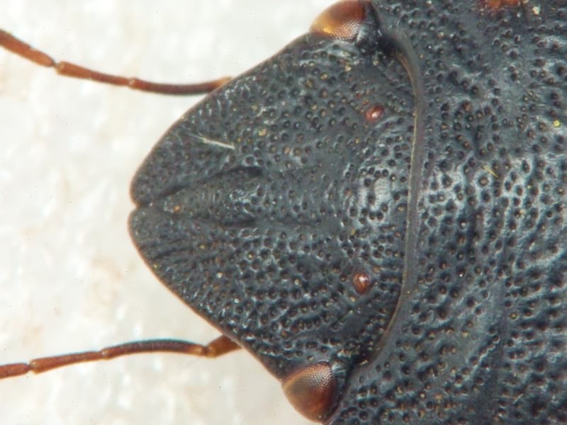 Eurygaster austriaca (Schrank, 1776)